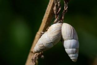 M�rzenschnecke